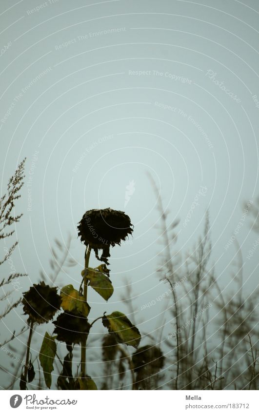 Mutter Courage und ihre Kinder Umwelt Natur Landschaft Pflanze Himmel Herbst schlechtes Wetter Blume Gras Sonnenblume Wiese Feld Traurigkeit verblüht