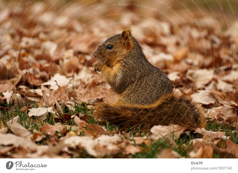 In einem Bett aus Laub. Tier Herbst Gras Blatt Herbstlaub Halm Garten Park Wiese Wald Boulder Colorado Wildtier Nagetiere Kleintier 1 Fressen hocken sitzen kalt