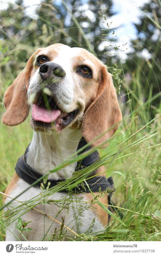 Beagle im Gras elegant schön sportlich Fitness Allergie harmonisch Zufriedenheit ruhig Freizeit & Hobby Jagd Ferien & Urlaub & Reisen Ausflug Abenteuer Freiheit