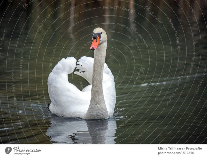 Stolzer Schwan Natur Tier Wasser Sonnenlicht Teich See Wildtier Vogel Tiergesicht Flügel Feder Schnabel 1 beobachten Schwimmen & Baden ästhetisch bedrohlich