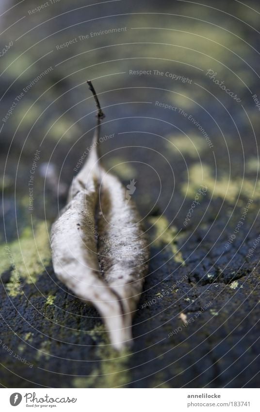 eindeutig zweideutig Außenaufnahme Makroaufnahme feminin Umwelt Natur Herbst Winter Pflanze Baum Moos Blatt Grünpflanze Park Holz kalt Hoffnung Traurigkeit