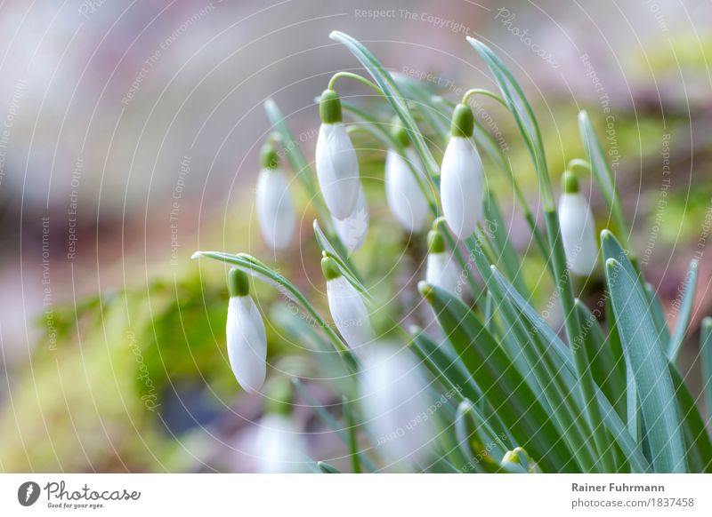 blühende Schneeglöckchen Umwelt Pflanze Frühling Blüte Garten Park Wiese Idylle "Garten Frühlingsblüher," Farbfoto Außenaufnahme Textfreiraum links