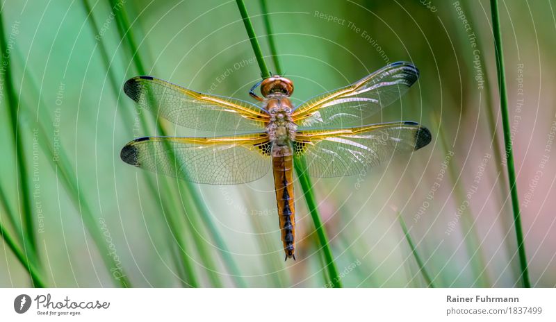 eine junge Spitzenflecklibelle sitzt im Schilf Umwelt Natur Tier Wildtier "Libelle Insekt" 1 sitzen fantastisch grün "Natur Naturschutz Deutschland Brandenburg