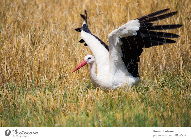 ein flatternder Storch in einem Kornfeld Natur Tier Sommer Schönes Wetter Feld Wildtier "Storch Weißstorch" 1 "flattern Ernte fressen September" Farbfoto