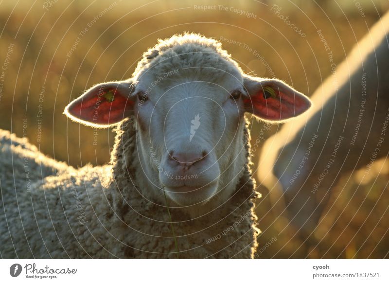 Schafportrait Natur Nutztier Tiergesicht 1 Blick Freundlichkeit weich weiß Gelassenheit ruhig Schüchternheit Idylle Leben Stimmung sanft Landwirtschaft