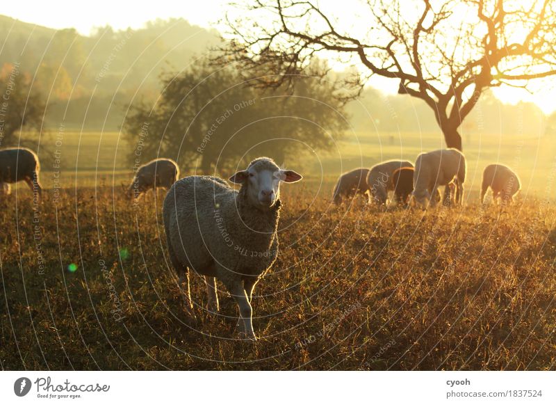 Das mutige wagt sich vor... Natur Landschaft Wiese Fressen leuchten Blick frei frisch Gesundheit weich Glück Zufriedenheit Lebensfreude Frieden Idylle Stimmung