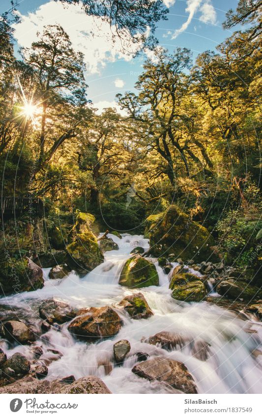 Wildnis Umwelt Natur Landschaft Wasser Sonne Schönes Wetter Pflanze Baum Blume Fluss Wasserfall Stimmung Fernweh Abenteuer Beginn Farbfoto Außenaufnahme