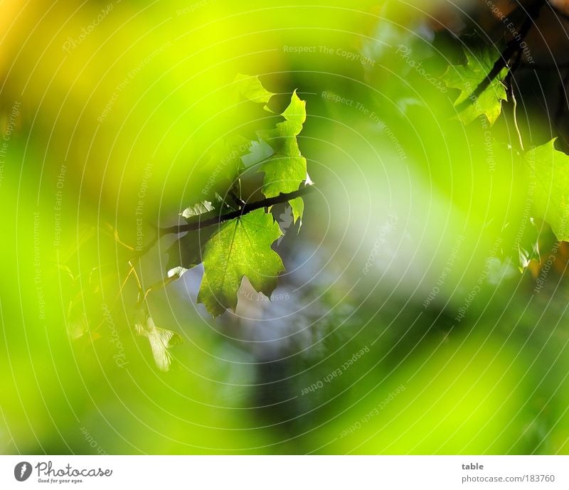 spätsommerlicher Durchblick Farbfoto Menschenleer Textfreiraum links Textfreiraum rechts Textfreiraum oben Textfreiraum unten Sonnenlicht Froschperspektive