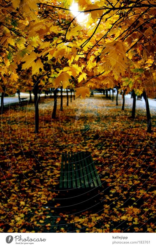 a walk in the park Farbfoto mehrfarbig Außenaufnahme Tag Licht Schatten Kontrast Silhouette Vogelperspektive Umwelt Natur Landschaft Herbst Klima Wetter Baum