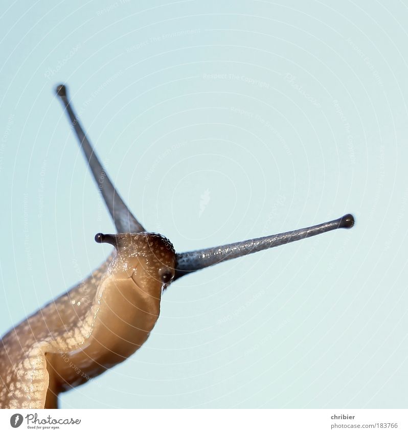 Peilung aufnehmen Nahaufnahme Makroaufnahme Hintergrund neutral Schwache Tiefenschärfe Blick in die Kamera Natur Landschaft Himmel Schnecke Fühler 1 Tier