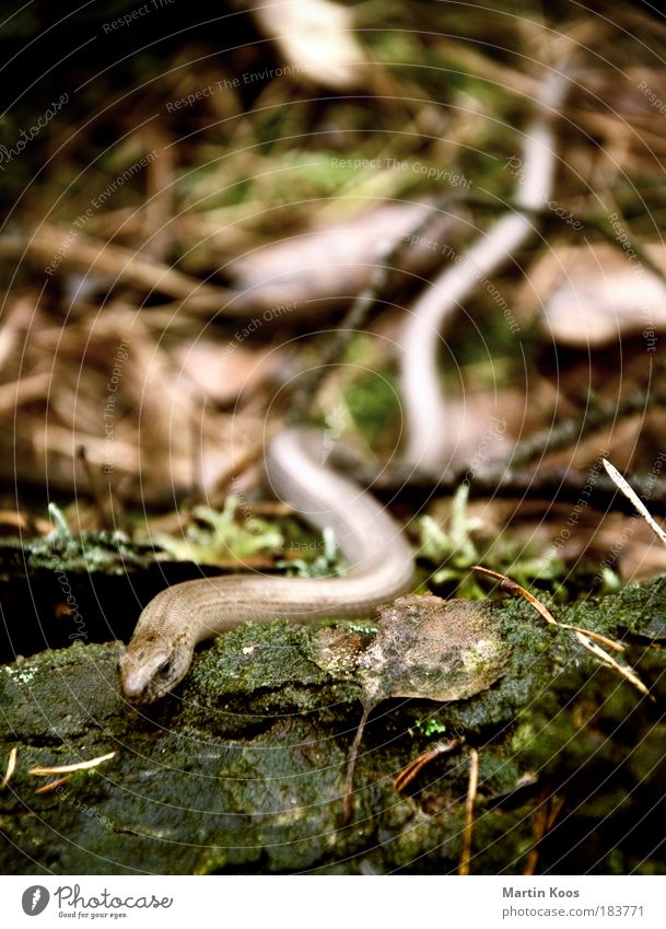 anguis fragilis [oder einfach: blindschleiche] Natur Pflanze Tier Erde Schlange Tiergesicht Blindschleiche 1 Ekel kalt nass weich braun Sünde Waldboden