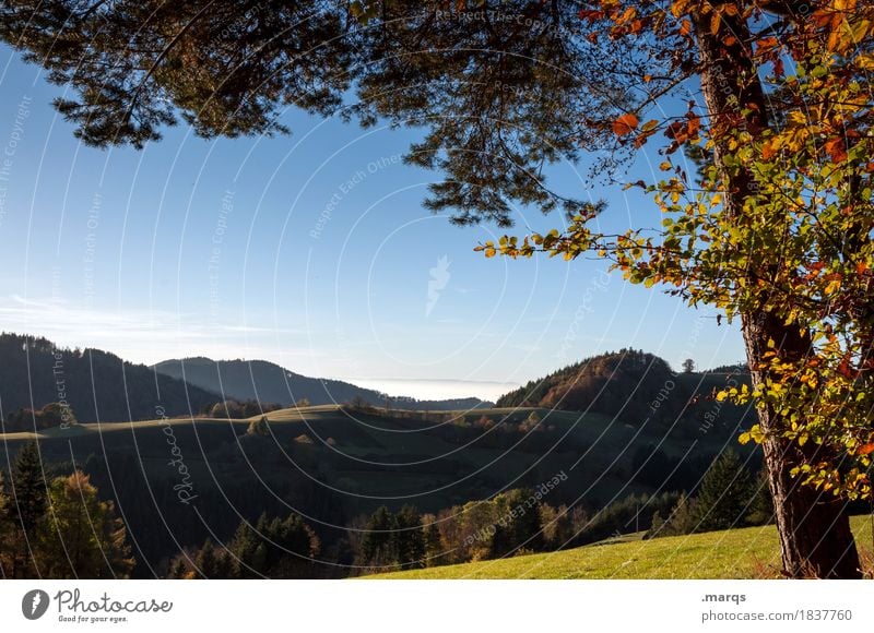 Ferne Ausflug Natur Landschaft Wolkenloser Himmel Sommer Herbst Baum Blatt Ast Wiese Wald Hügel Erholung schön Stimmung Farbfoto Außenaufnahme Menschenleer