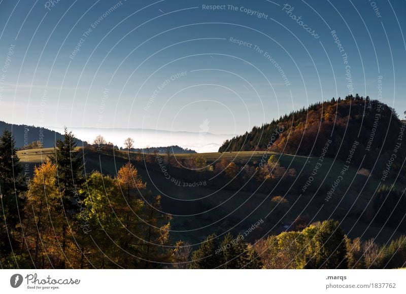 Hügel Ausflug Natur Landschaft Wolkenloser Himmel Sommer Herbst Wiese Wald Schwarzwald Erholung schön Stimmung Farbfoto Außenaufnahme Menschenleer