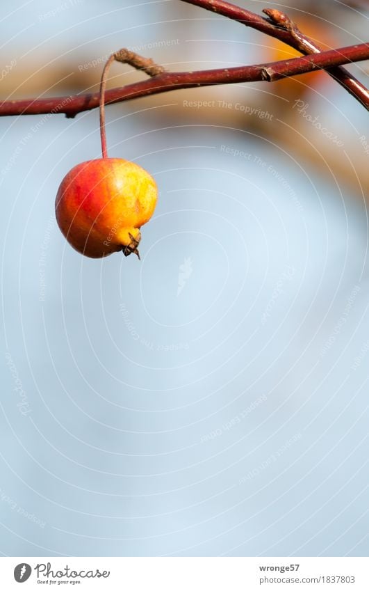 Winterapfel Frucht Apfel Pflanze Herbst Baum Nutzpflanze Obstbaum Apfelbaum hängen frisch Gesundheit sauer braun mehrfarbig gelb grau rot rotgelb reif vergessen