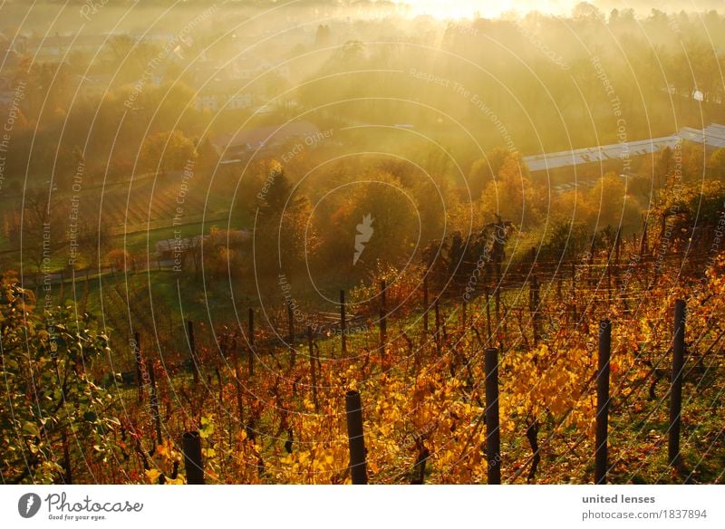 DR# Pillnitz III Kunst ästhetisch Landschaft Landschaftsformen Weinberg Herbst herbstlich Herbstlaub Herbstfärbung Herbstbeginn Herbstwetter Herbstwald