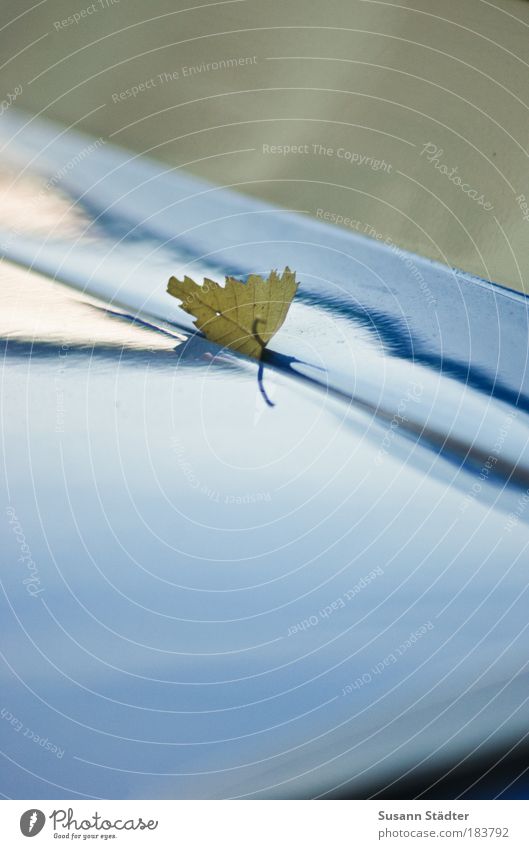 `s klemmt Umwelt Natur Pflanze Herbst Baum Blatt PKW Trabbi festhalten Heckklappe Laubbaum fallen klemmen Klemme fixieren stoppen Detailaufnahme