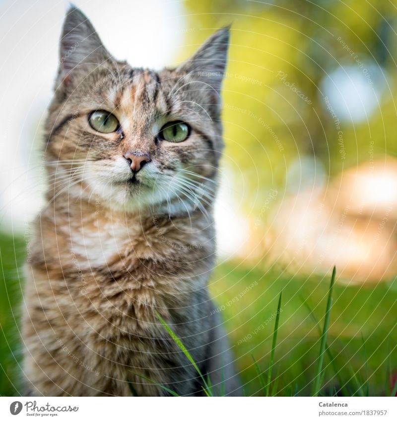 Nochmal miaauuu, Katzenportrait Natur Sommer Gras Garten Haustier 1 Tier beobachten sitzen klein Neugier niedlich schön braun gelb grün Zufriedenheit Interesse