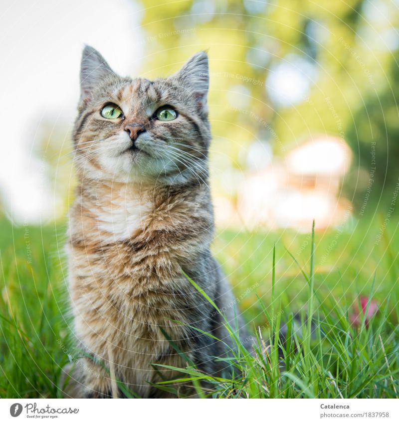 Porträt einer kleinen Tiegerkatze Natur Pflanze Sommer Schönes Wetter Baum Gras Garten Haustier Katze 1 Tier beobachten sitzen schön Neugier niedlich braun gelb