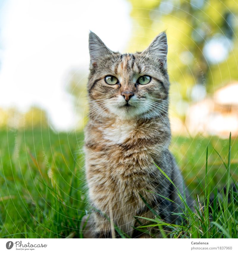 Miau, Katzenportrait Natur Pflanze Tier Sommer Schönes Wetter Baum Gras Garten Haustier 1 beobachten sitzen schön niedlich braun gelb grün türkis weiß