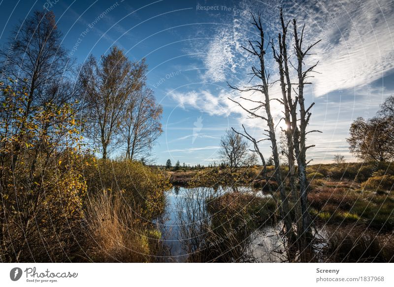 Das Moor Ferien & Urlaub & Reisen Tourismus Ausflug Abenteuer Natur Landschaft Pflanze Urelemente Luft Wasser Himmel Wolken Sonne Herbst Schönes Wetter Baum