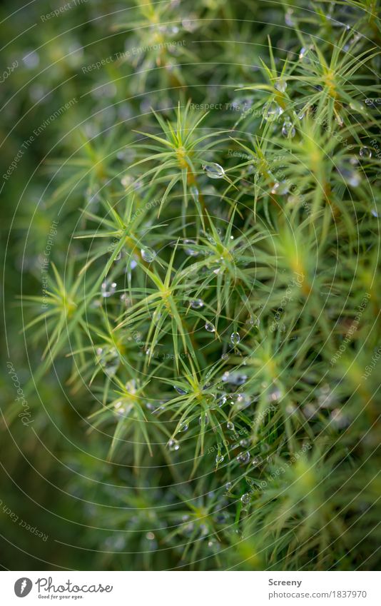 Rauhreif auf Moos Natur Pflanze Urelemente Wasser Wassertropfen Herbst Wald kalt nass grün frisch Raureif Farbfoto Außenaufnahme Detailaufnahme Makroaufnahme