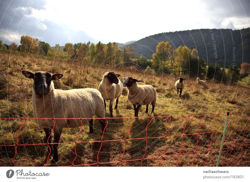 Schafweide Farbfoto Außenaufnahme Menschenleer Tag Licht Schatten Sonnenlicht Gegenlicht Starke Tiefenschärfe Zentralperspektive Panorama (Aussicht) Blick