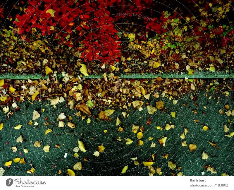 müssen. Natur Herbst Pflanze Sträucher Blatt Verkehrswege Straße Wege & Pfade authentisch Vergänglichkeit Wandel & Veränderung Herbstlaub Leben Farbfoto