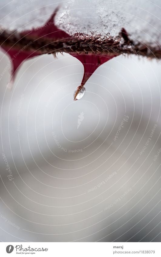 Eiszeit | kann auch schützen Natur Winter Frost Pflanze Dorn Ast Eiszapfen hängen außergewöhnlich kalt Spitze rot Kraft Risiko Verletzungsgefahr bedrohlich