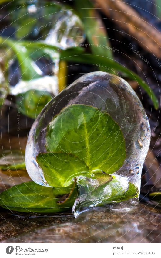 eiskalt erwischt Natur Winter Eis Frost Blatt Grünpflanze Wildpflanze frieren gefangen konserviert Eiskugel grün Steter Tropfen Farbfoto Gedeckte Farben