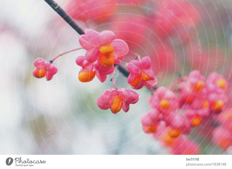 Pfaffenhütchen Pflanze Herbst Baum Sträucher Blüte Wildpflanze Euonymus europaeus Garten Park Feld natürlich gelb grau orange rosa schwarz weiß Fruchtstand