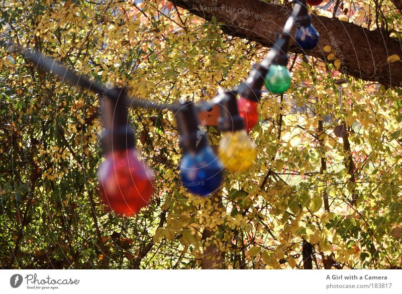 Happy Lights Dekoration & Verzierung Lampe Natur Herbst Wetter Schönes Wetter Glas Schnur glänzend hängen leuchten außergewöhnlich Freundlichkeit Fröhlichkeit