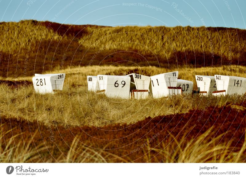 In den Dünen Farbfoto Außenaufnahme Tag Ferien & Urlaub & Reisen Tourismus Strand Meer Umwelt Natur Landschaft Pflanze Himmel Schönes Wetter Gras Küste Nordsee