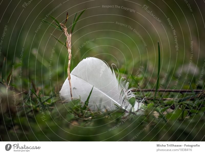 Vogelfeder im Gras Natur Pflanze Tier Grünpflanze Wiese Feder fliegen ästhetisch elegant klein nah natürlich weich gelb grün weiß Gefühle Tierliebe ruhig