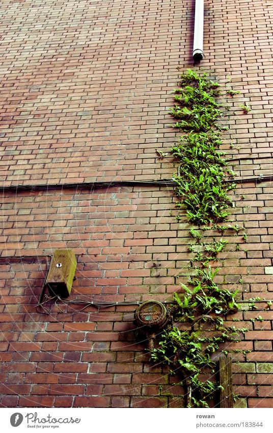 wandgemüse Farbfoto Außenaufnahme Menschenleer Textfreiraum links Textfreiraum oben Tag Haus Bauwerk Gebäude Architektur Mauer Wand Fassade alt kaputt nass