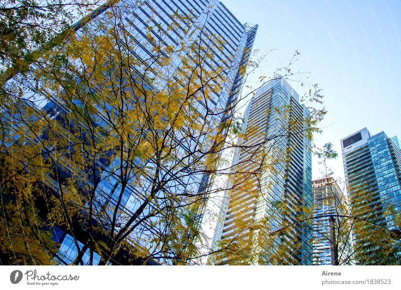 herbstgelb vor blaustich Herbst Schönes Wetter Baum Herbstlaub Stadt Skyline Hochhaus Fassade Beton Glas Stahl Häusliches Leben gigantisch hoch verstört