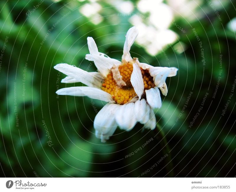 Sterben in schön Natur Herbst Pflanze Blume Blüte alt kaputt klein natürlich trist gelb grün weiß Traurigkeit Einsamkeit Erschöpfung unbeständig Vergänglichkeit