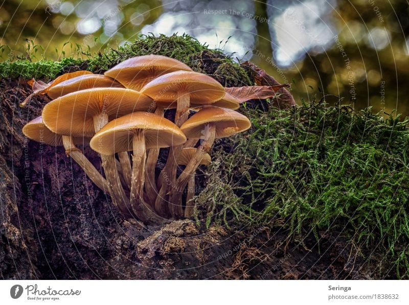 Eine große Pilz-Familie Umwelt Natur Landschaft Pflanze Tier Erde Herbst Moos Park Wald Wachstum Pilzgruppe Pilzhut Pilzkopf Pilzsucher Farbfoto Gedeckte Farben