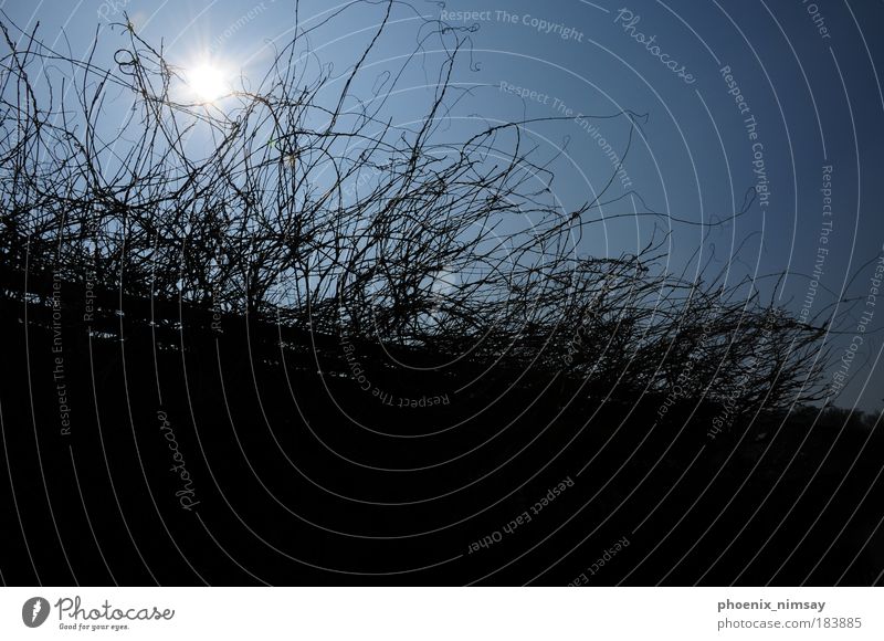 sonnengestrüpp Umwelt Natur Landschaft Luft Himmel Wolkenloser Himmel Sonne Sonnenlicht Sommer Wetter Schönes Wetter Dürre Sträucher leuchten natürlich wild