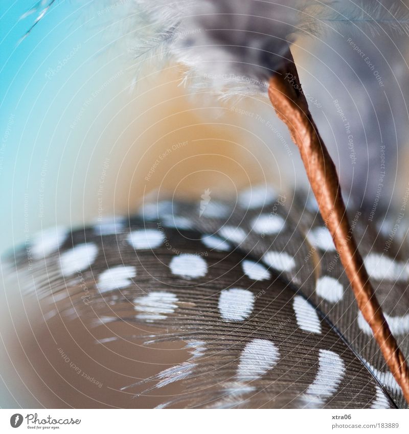 zart Farbfoto Gedeckte Farben Innenaufnahme Nahaufnahme Detailaufnahme Makroaufnahme Feder ästhetisch authentisch einfach elegant schön Kitsch gepunktet