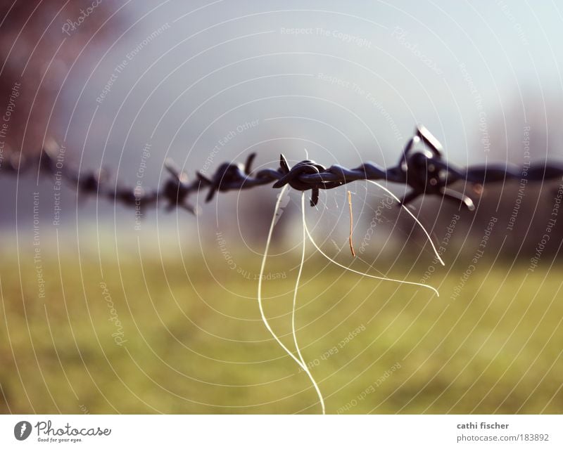 grenze II Farbfoto Außenaufnahme Nahaufnahme Tag Sonnenlicht Unschärfe Schwache Tiefenschärfe Umwelt Natur Landschaft Himmel Herbst Schönes Wetter Gras