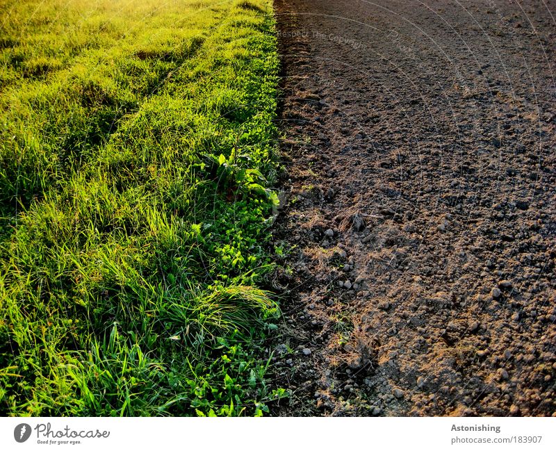 kein Stau beim Grenzübergang! Umwelt Natur Landschaft Pflanze Erde Sommer Wetter Schönes Wetter Gras Wiese Feld Wachstum ästhetisch braun grün Grenze leer Linie