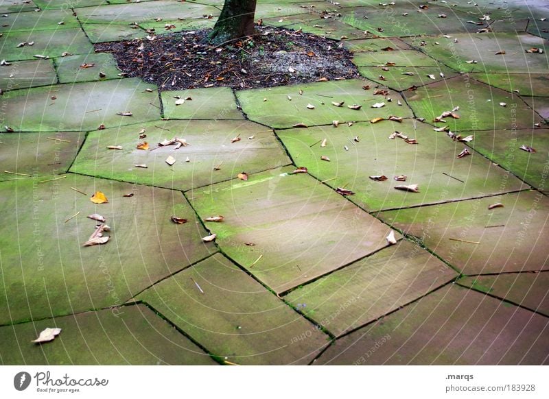 Hof Gedeckte Farben Außenaufnahme Muster Blick nach unten Natur Herbst Baumstamm Blatt Menschenleer Garten Hinterhof Platz verblüht dehydrieren dreckig