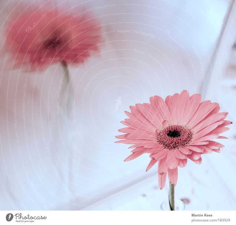 reflexion Blume Duft kalt Gerbera Blüte rosa Spiegel Reflexion & Spiegelung natürlich Pflanze Licht hell schön zart stylen Farbfoto Nahaufnahme High Key