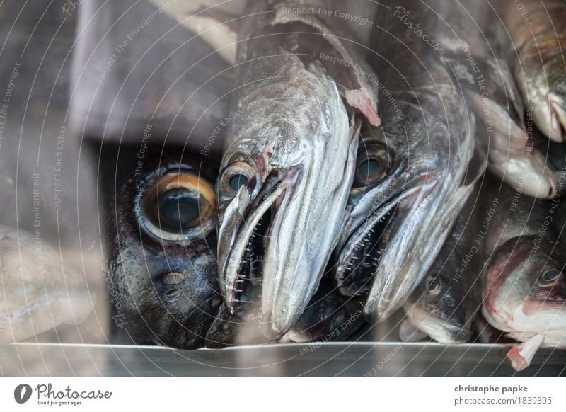 Fischköppe Tier Nutztier gruselig schleimig Tod Fischereiwirtschaft Fischauge Lebensmittel gekühlt frisch Schaufenster Fischgeschäft Supermarkt Schuppen