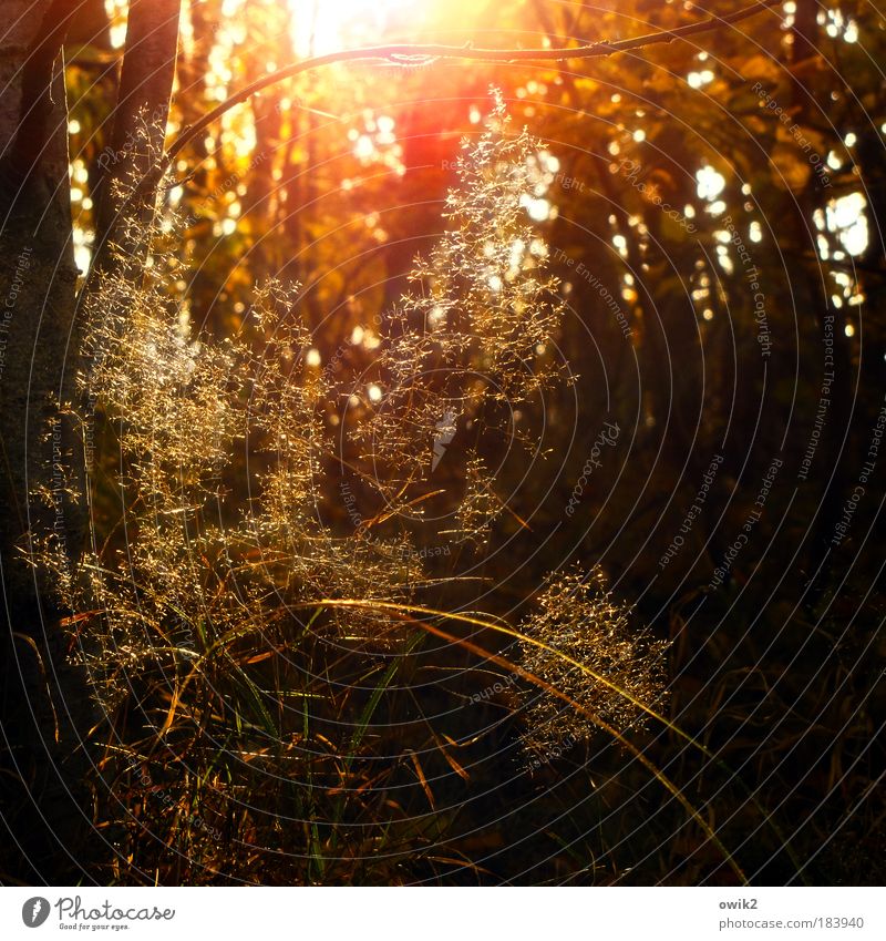 Novemberlicht Farbfoto mehrfarbig Außenaufnahme Nahaufnahme Detailaufnahme Strukturen & Formen Menschenleer Textfreiraum rechts Textfreiraum unten Tag Abend