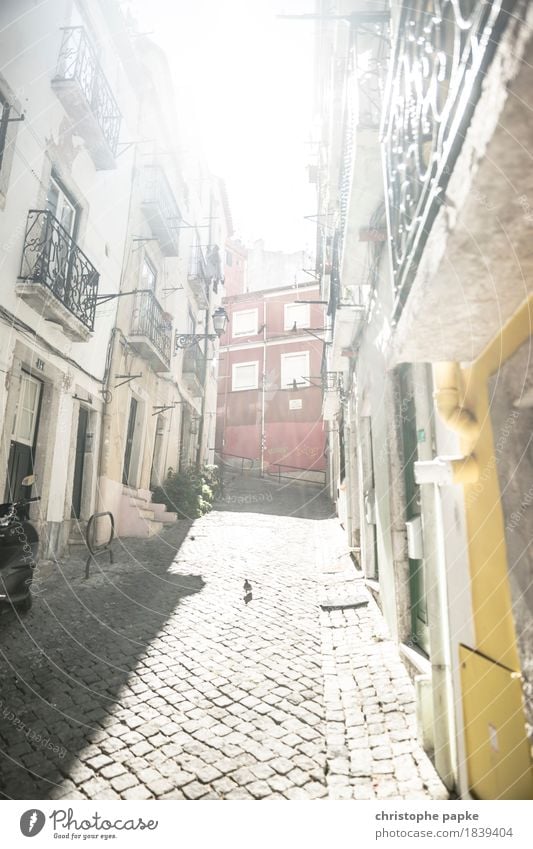 Taube im Bairro Alto Ferien & Urlaub & Reisen Städtereise Sommer Sommerurlaub Sonne Lissabon Portugal Stadt Hauptstadt Stadtzentrum Altstadt Menschenleer Haus