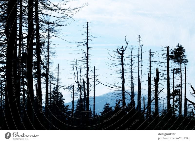 Hoffnung Farbfoto Menschenleer Textfreiraum oben Abend Dämmerung Umwelt Natur Baum Baumrinde Wald Käfer Borkenkäfer Schädlinge dunkel gruselig Weisheit Glaube