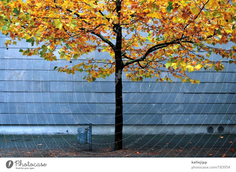 autum in a city Farbfoto mehrfarbig Außenaufnahme Textfreiraum links Textfreiraum rechts Morgen Tag Dämmerung Totale Umwelt Natur Herbst Klima Wetter Pflanze