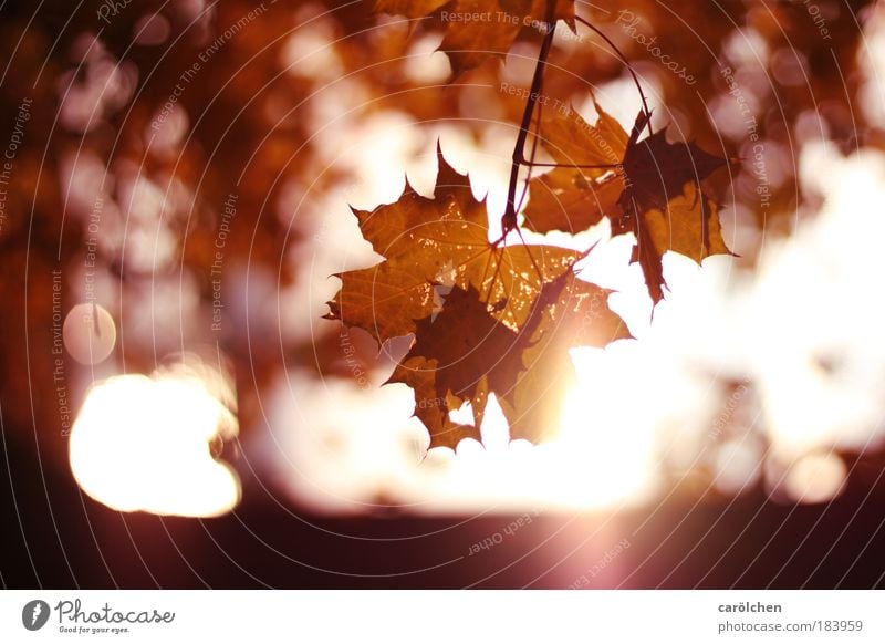 Herbst Umwelt Natur Landschaft Erde Sonnenaufgang Sonnenuntergang Sonnenlicht Baum Blatt Park Wald glänzend leuchten träumen Zufriedenheit rot gelb orange