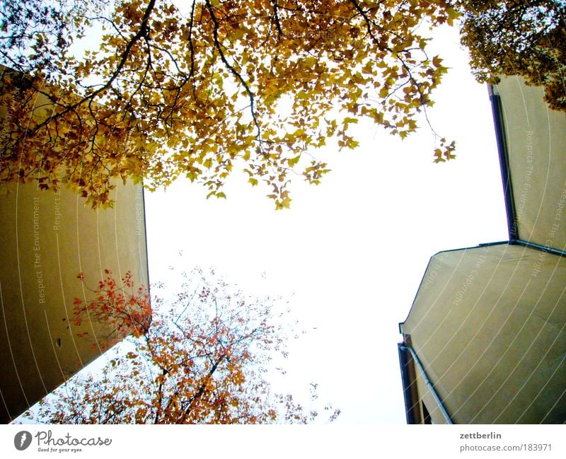 Friedenau 25 Hinterhof Haus Gebäude Mauer Brandmauer Mieter Vermieter Himmel Morgen Morgendämmerung Sonne hell blenden Baum Blatt Herbstlaub Schatten Schöneberg